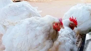 سعر الفراخ البيضاء في المنوفية اليوم 78 جنيها رقم يثير تساؤلات حول استقرار الأسعار. 1